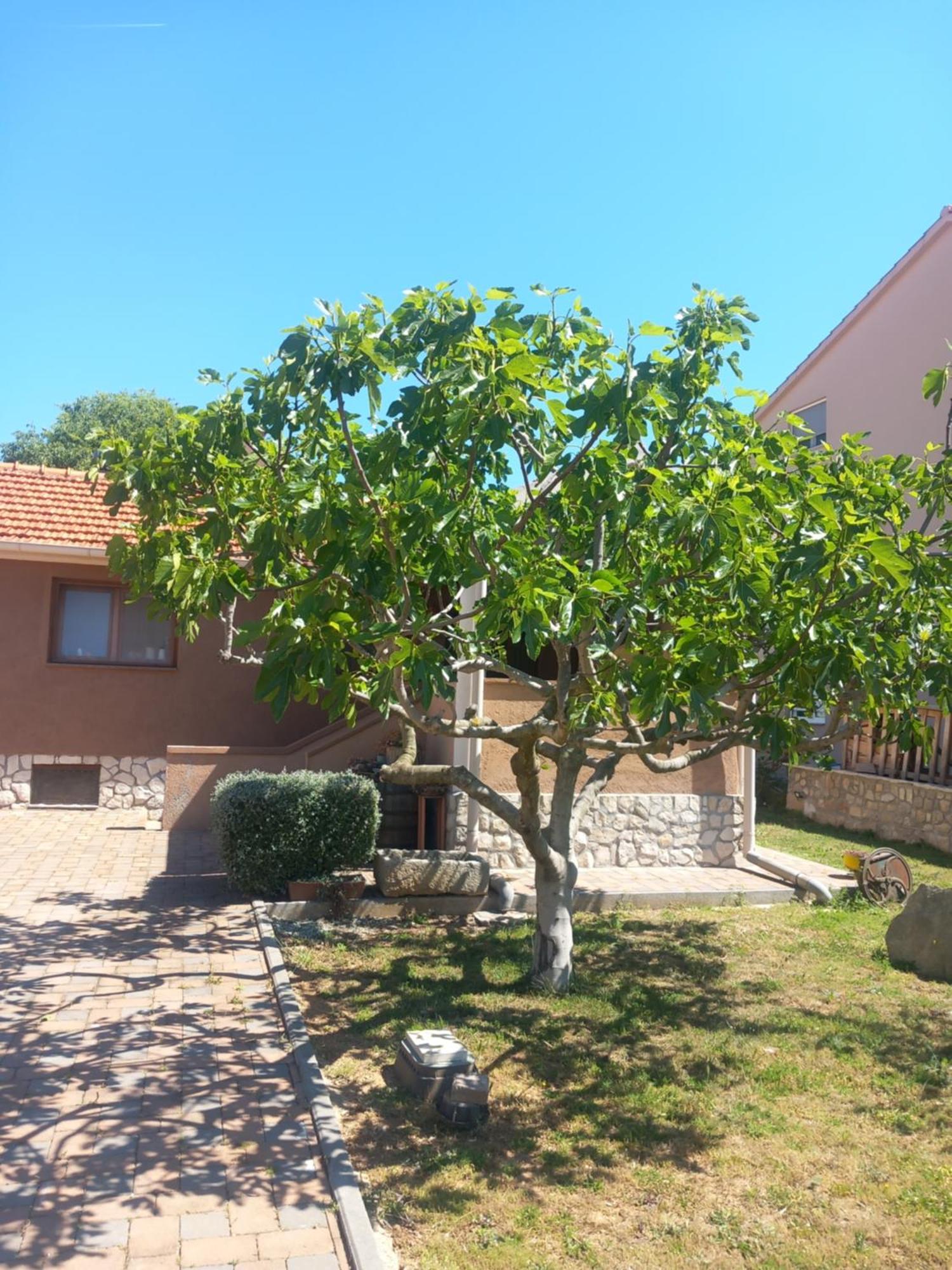 Apartmani Goga Biograd Na Moru Esterno foto